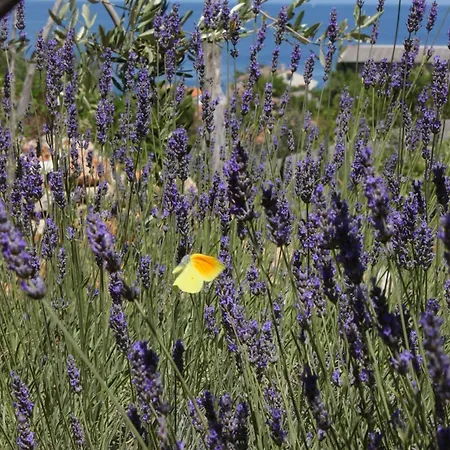 7879b Lejlighed Mali Lošinj