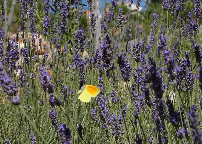 7879b Apartament Mali Lošinj